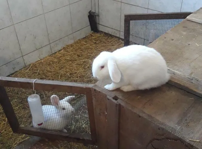 Bergseegut 招待所 瓦格赖恩